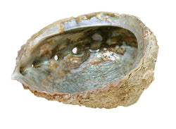Abalone Shell - Large