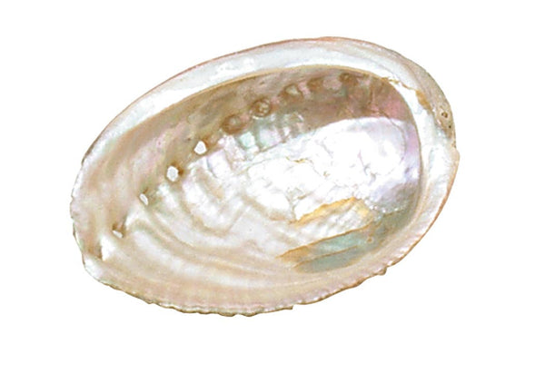 Abalone Shell - Small