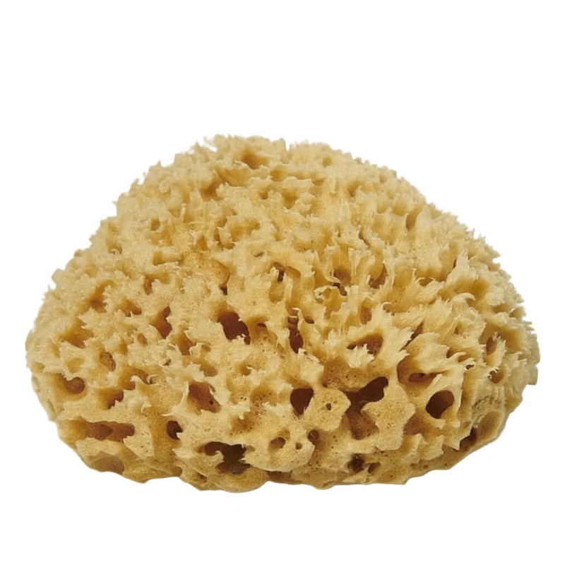 Natural Sea Sponge
